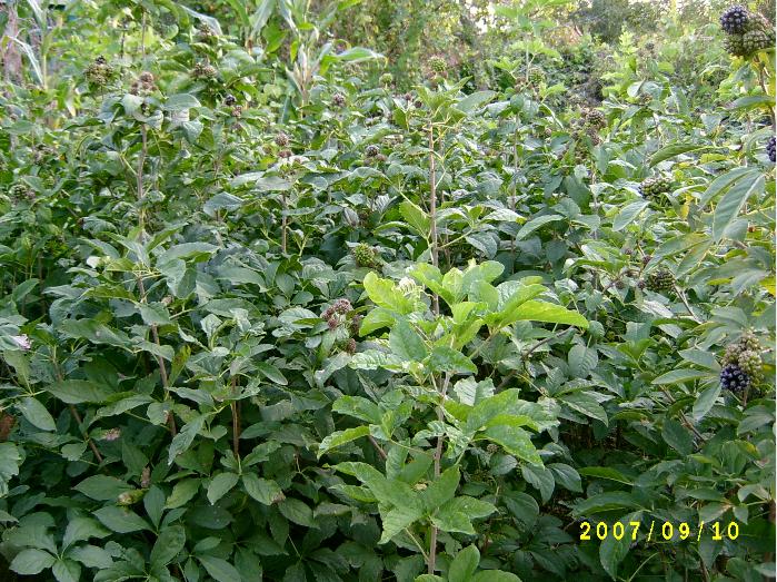 Siberian ginseng seed senticosus Acanthopanax
